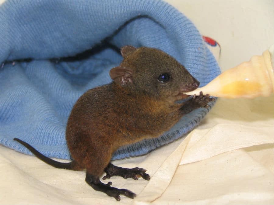 Port Douglas Wildlife Habitat - Musky rat kangaroo